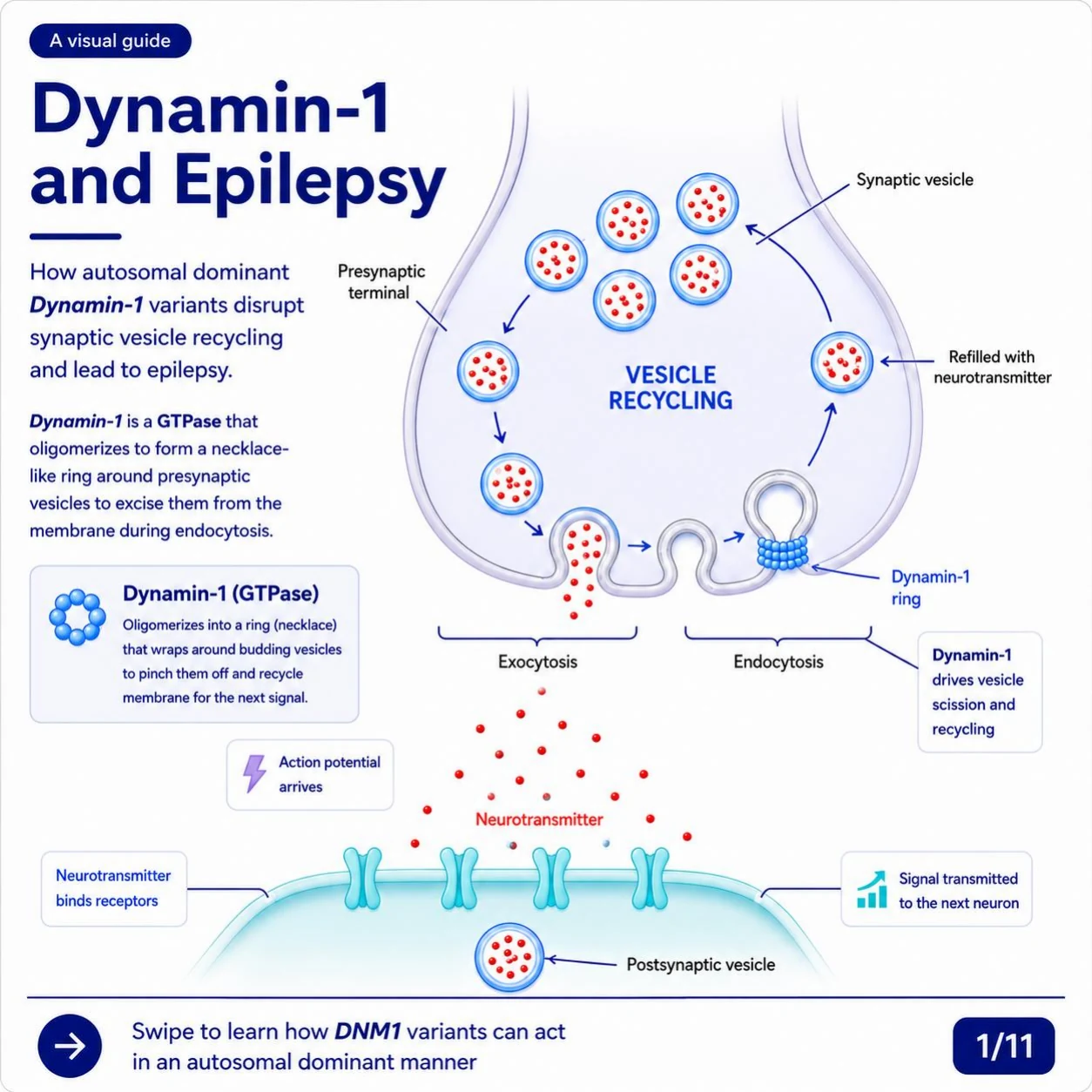 Slide 1: Dynamin-1 and Epilepsy — how autosomal dominant DNM1 variants disrupt synaptic vesicle recycling and lead to epilepsy