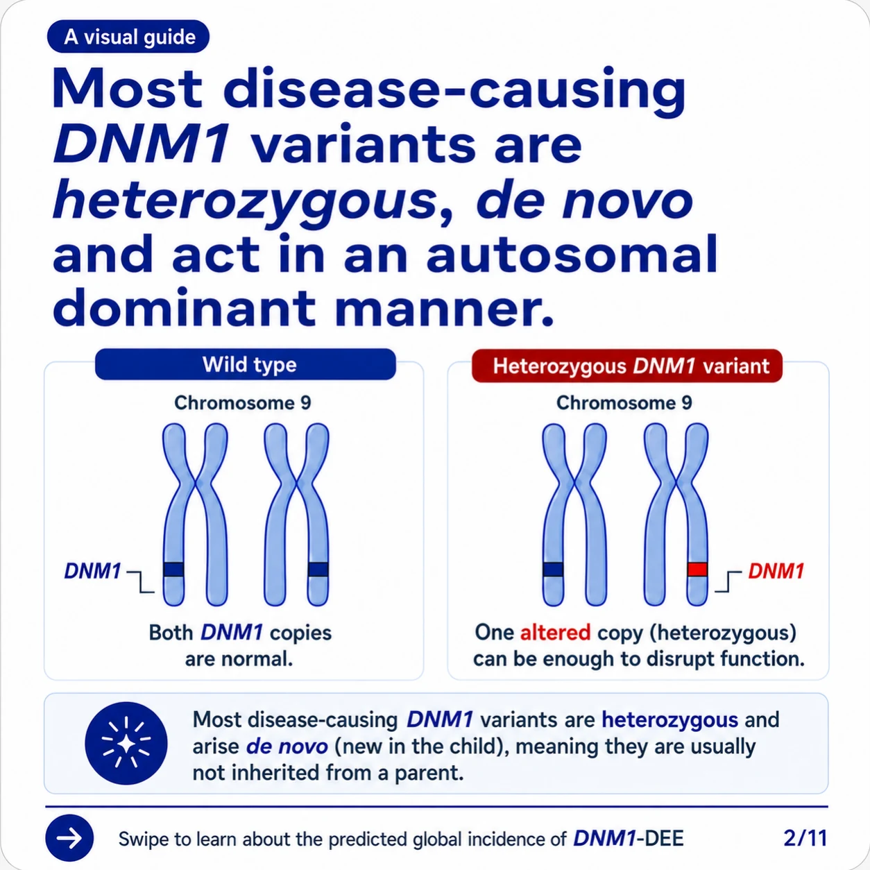 Slide 2: Most disease-causing DNM1 variants are heterozygous, de novo, and act in an autosomal dominant manner