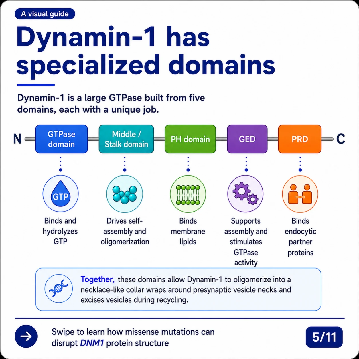 Slide 5: Dynamin-1 has five specialized protein domains — GTPase, Middle/Stalk, PH, GED, and PRD