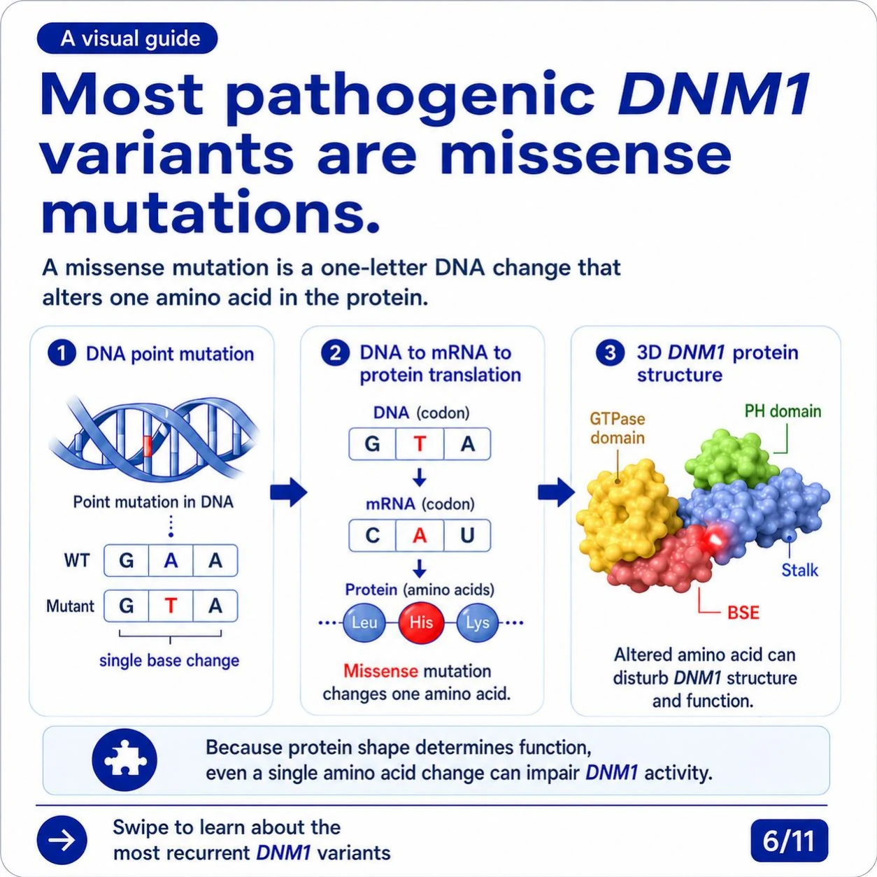 Slide 6: Most pathogenic DNM1 variants are missense mutations