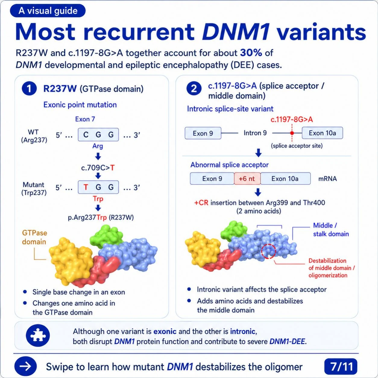 Slide 7: The most recurrent DNM1 variants, R237W and c.1197-8G>A, together account for about 30% of DNM1-DEE cases