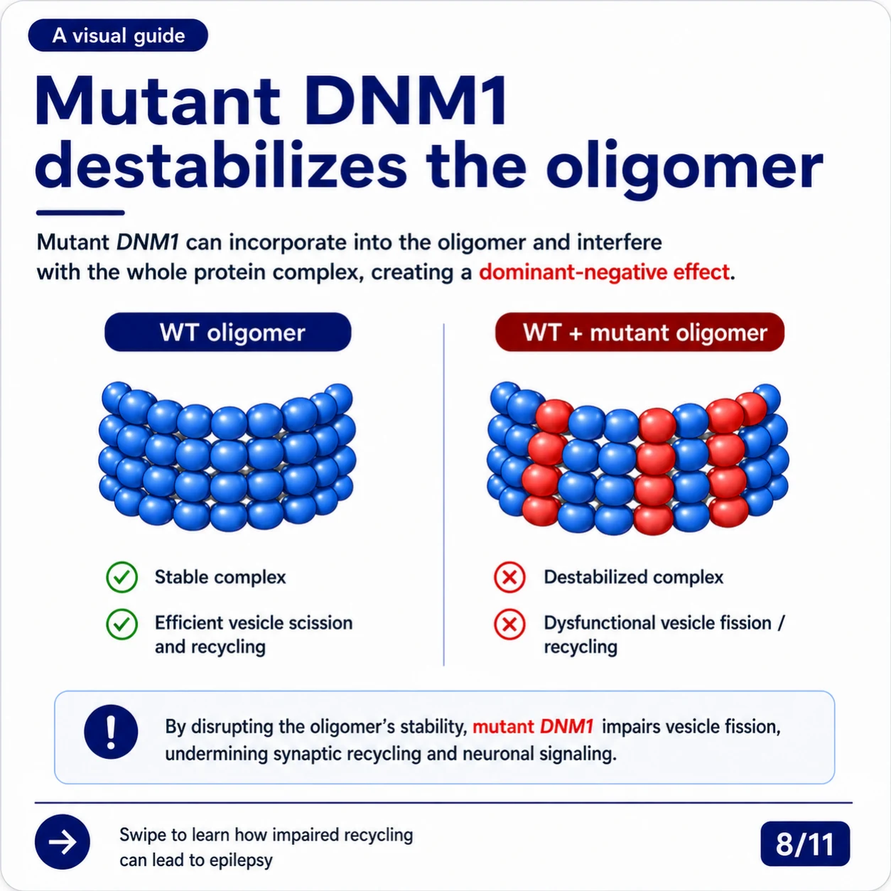 Slide 8: Mutant DNM1 destabilizes the oligomer through a dominant-negative effect